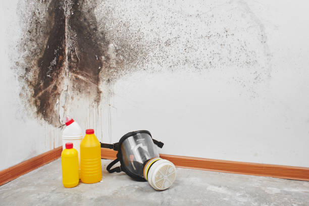 Best Toxic Mold Removal  in Woodbranch, TX