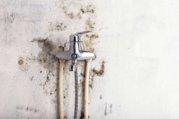 Best Same-Day Mold Removal  in Woodbranch, TX