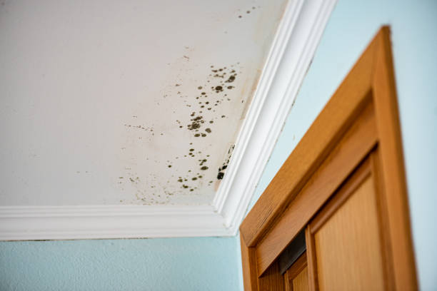 Best Emergency Mold Removal  in Woodbranch, TX