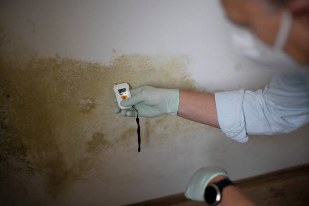 Best Certified Mold Removal  in Woodbranch, TX