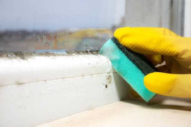 Best Residential Mold Removal  in Woodbranch, TX