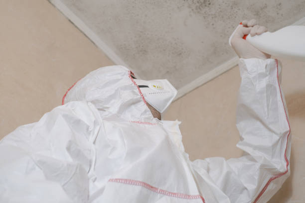 Best Black Mold Removal  in Woodbranch, TX