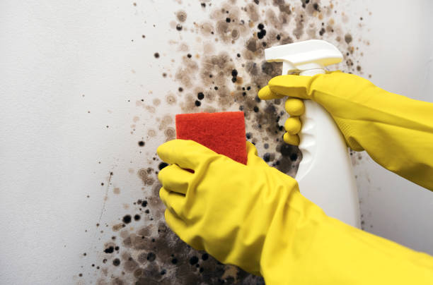 Best Office Mold Removal Services  in Woodbranch, TX
