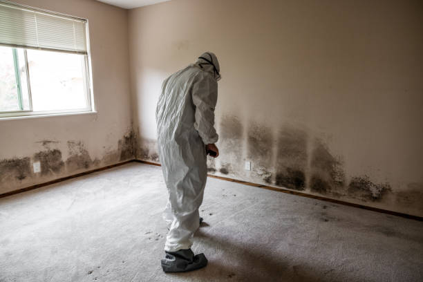 Best Residential Mold Removal  in Woodbranch, TX