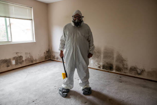 Best Black Mold Removal  in Woodbranch, TX