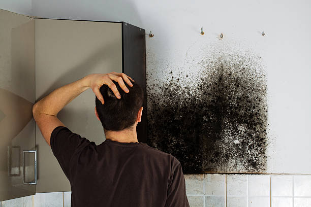 Best Commercial Mold Removal  in Woodbranch, TX