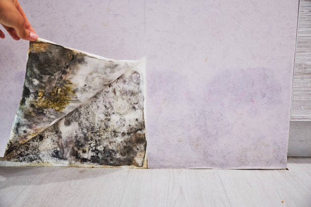 Best Mold Damage Repair  in Woodbranch, TX